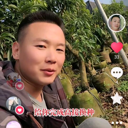 小雷荔枝苗好