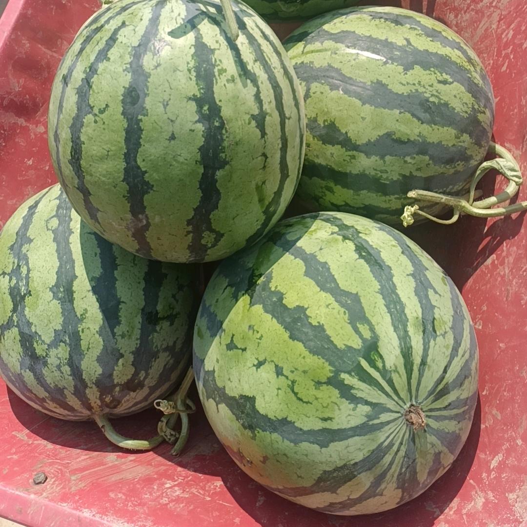 西瓜代发代卖小李