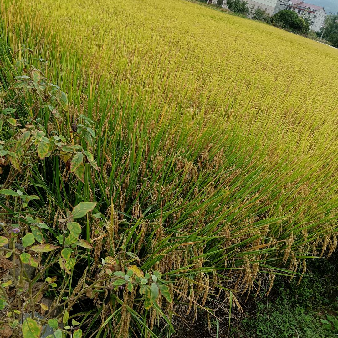 顺其自然 1