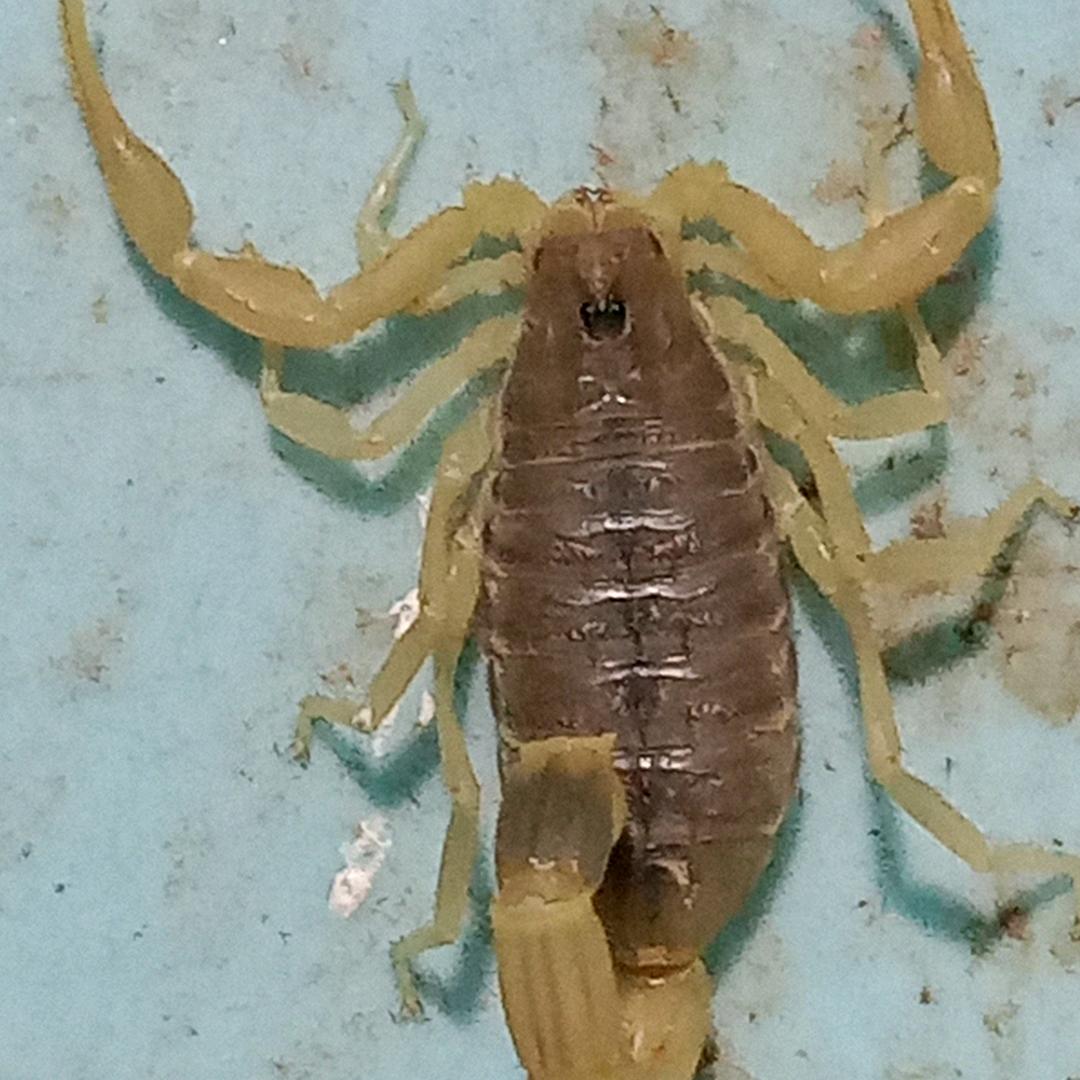 发哥药蝎专业养殖