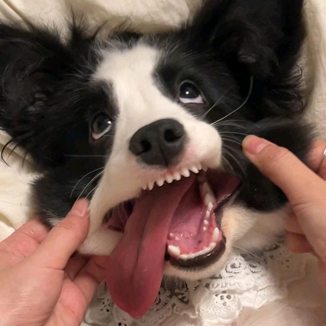 东仔仔