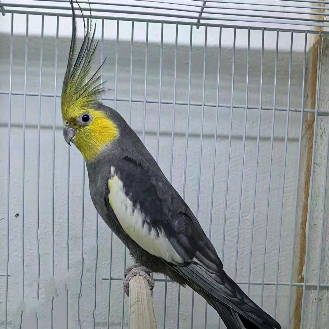 晨辉鹦萌宠
