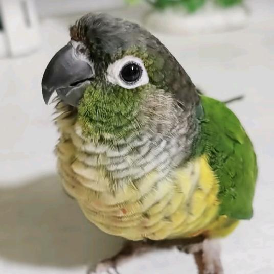 蓝天（灶）