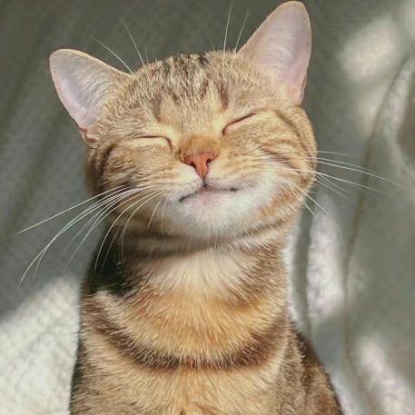 永远喜欢朝阳的一只猫