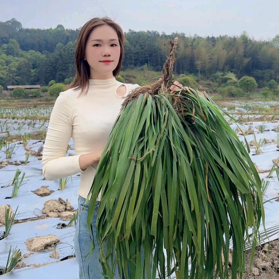 金榆农业—燕子农业号