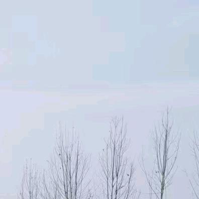 菊