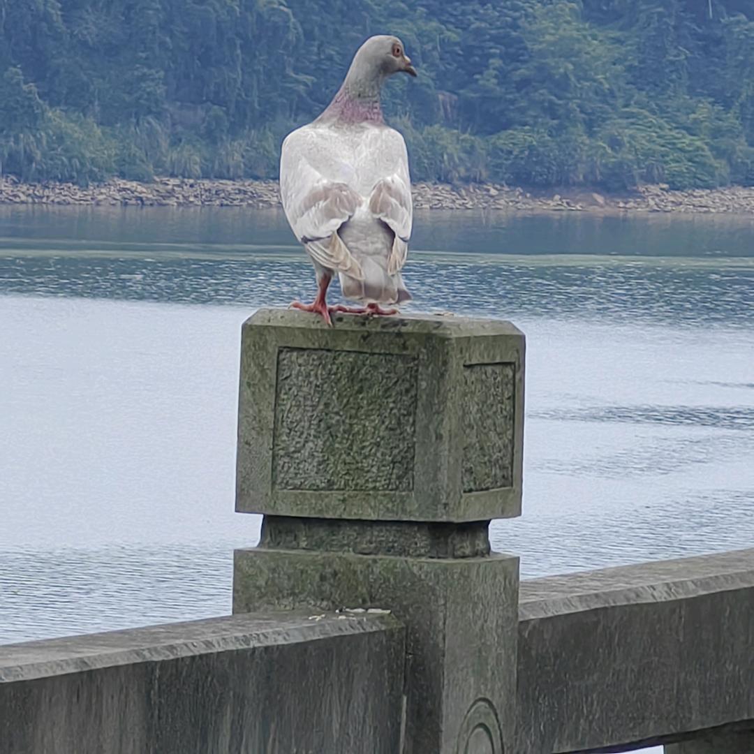 渝股共舞