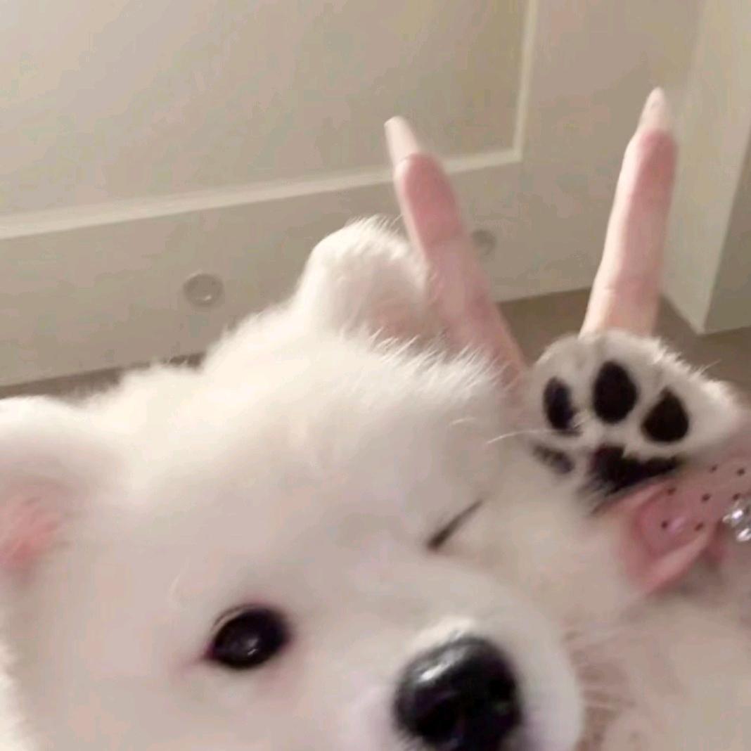 肉绒面