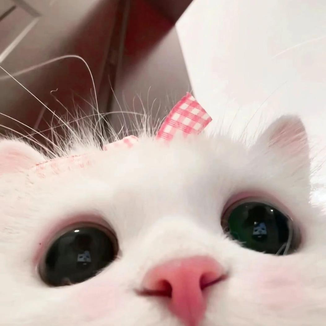 晓晓🐑