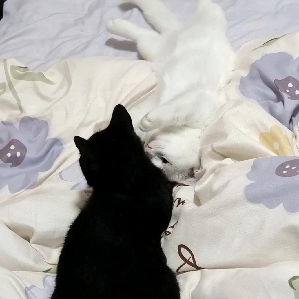 蛋仔🐱🐾和露娜🐈🐾