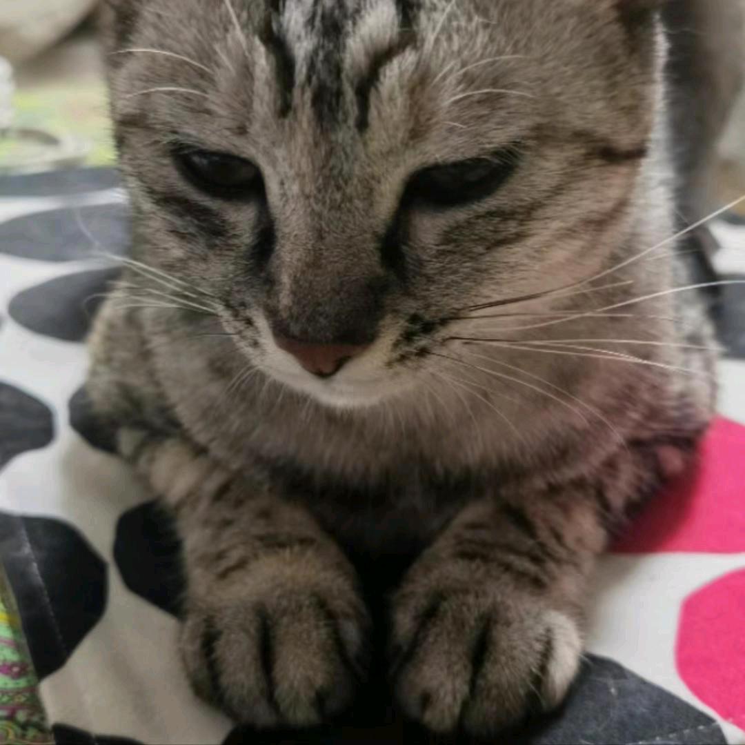 家有五小只