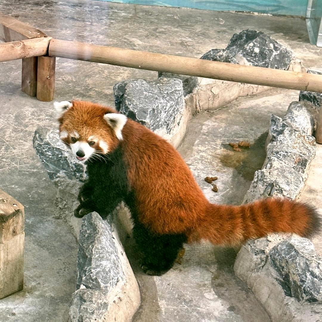 青苹果