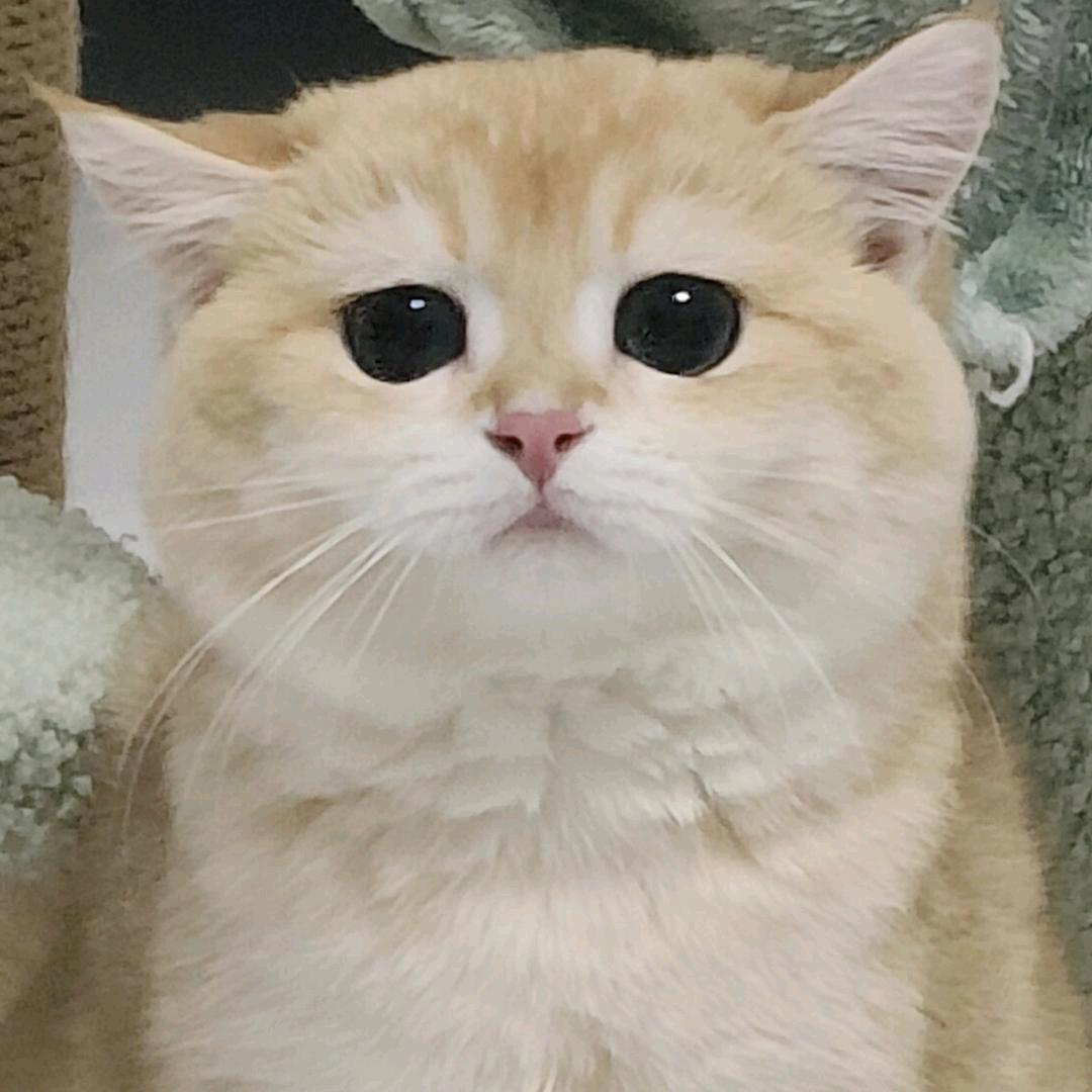 🌼团团金渐层妹妹✨️