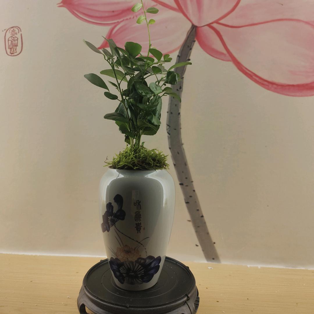 杉杉♥小绵羊