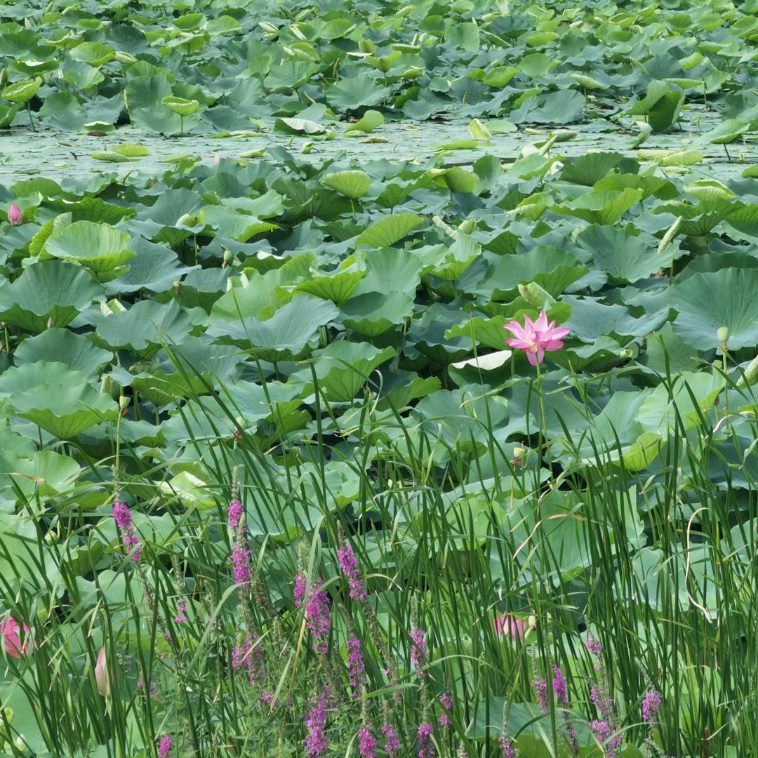 激流勇进