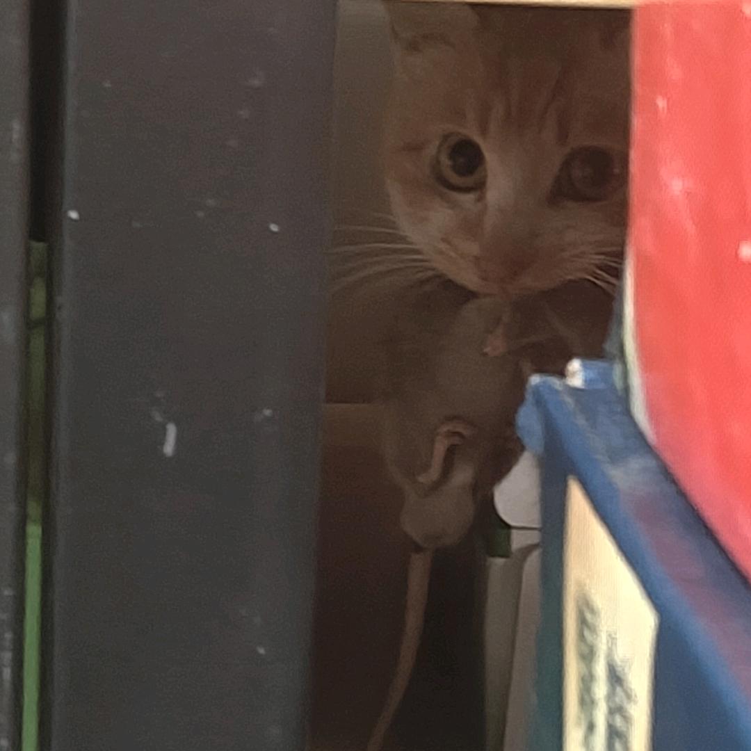 大猫叔（三角洲）