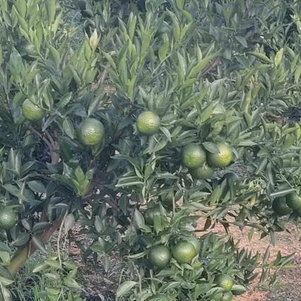 锋生水起