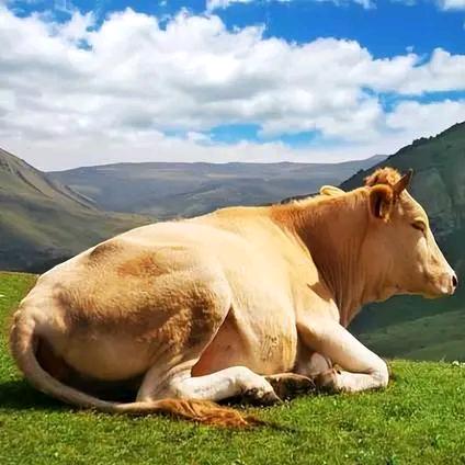 士航牛肉生鲜店