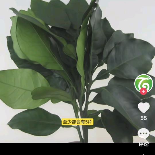曾经的梦想