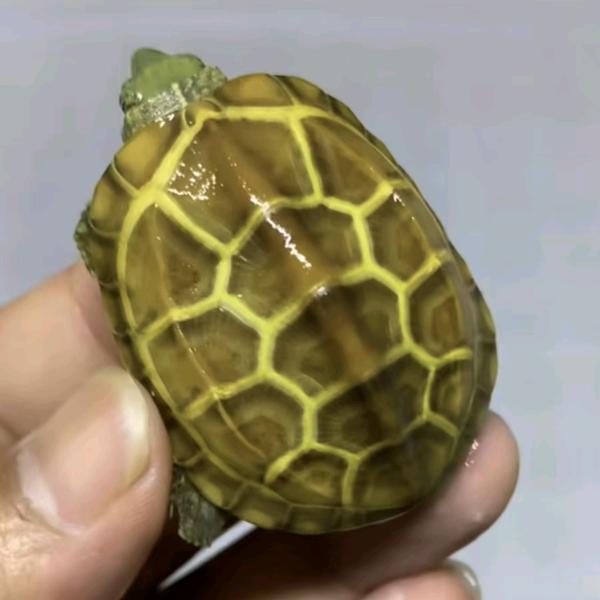 小龟龟萌宠
