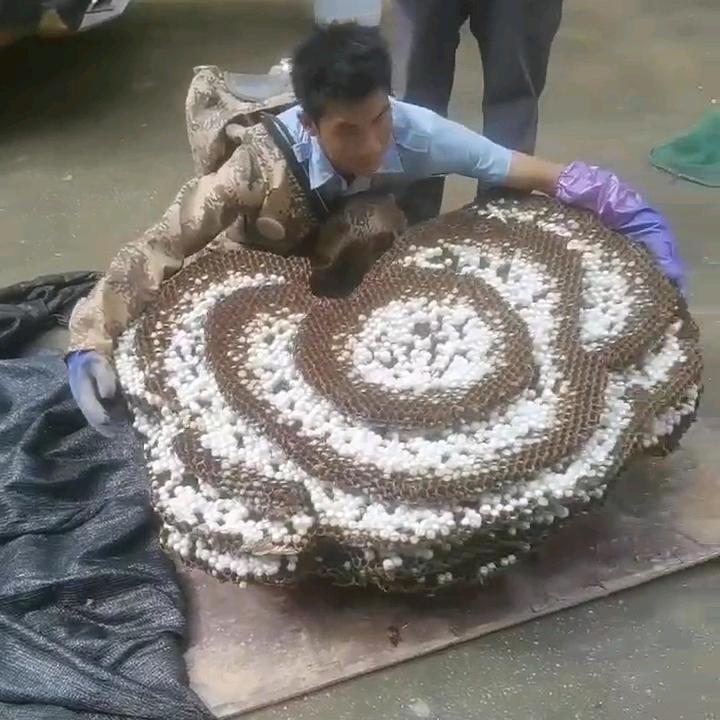 户外蜂狂的老王（深圳宝安沙井）