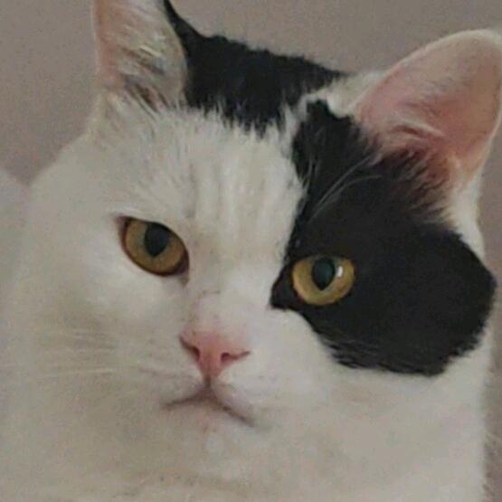 肝上人白铁柱(小家电)