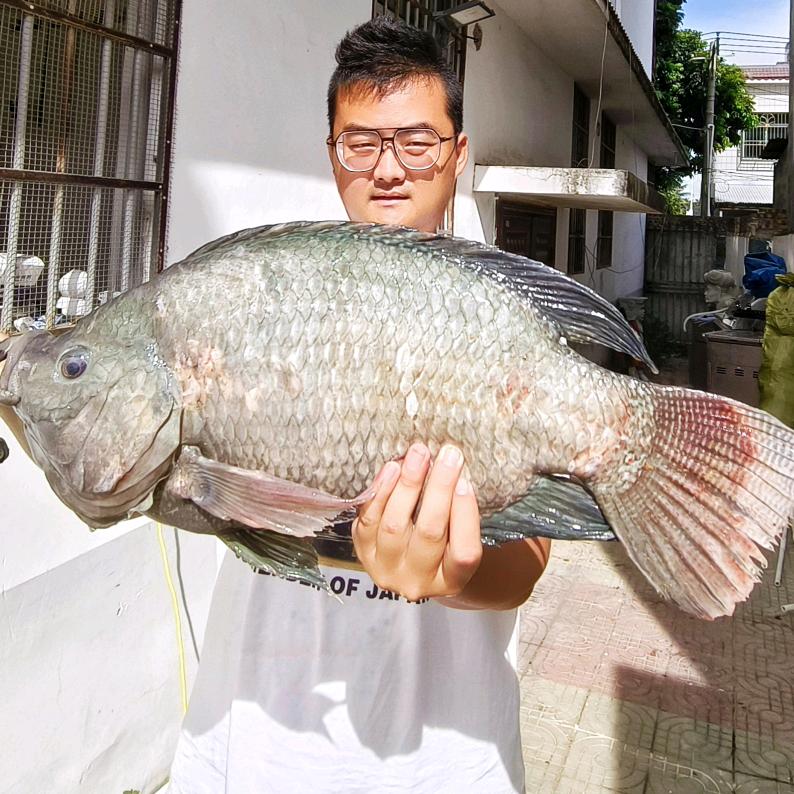 野生老舅