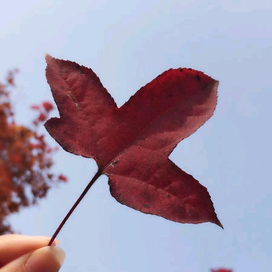 雨儿🌿