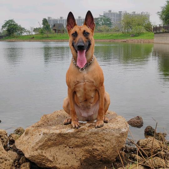 母马犬多米、公马犬海王
