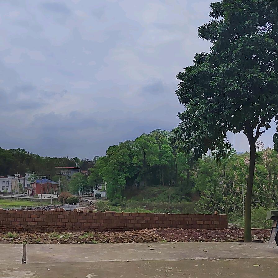 中原一点红