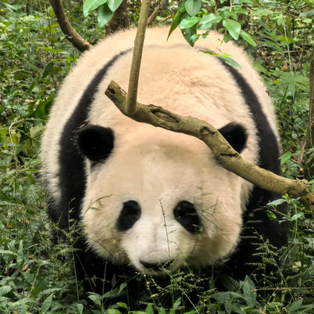 宝宝在红果看剧头像