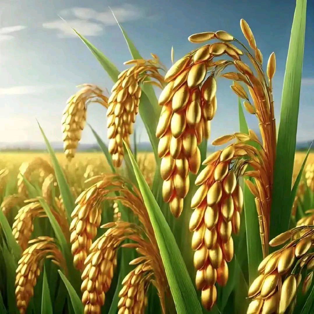 💥💥晓晓🍀🍒