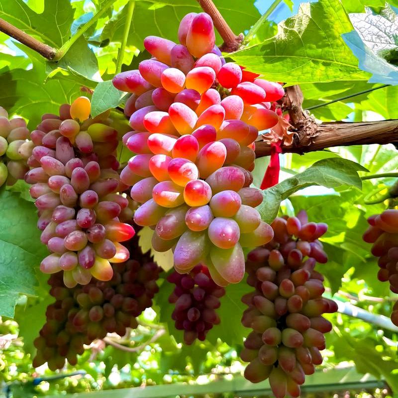 硕盛果树苗木专营店