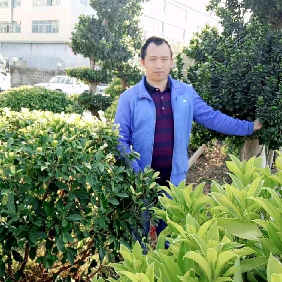 好花年年开