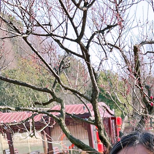 花开富贵春常在