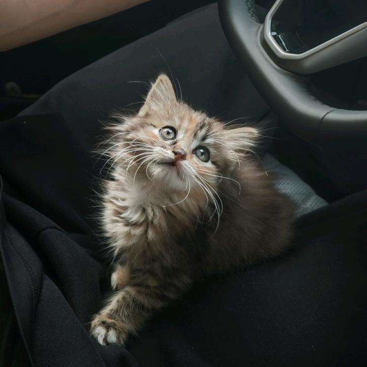 天上掉个小花卷儿