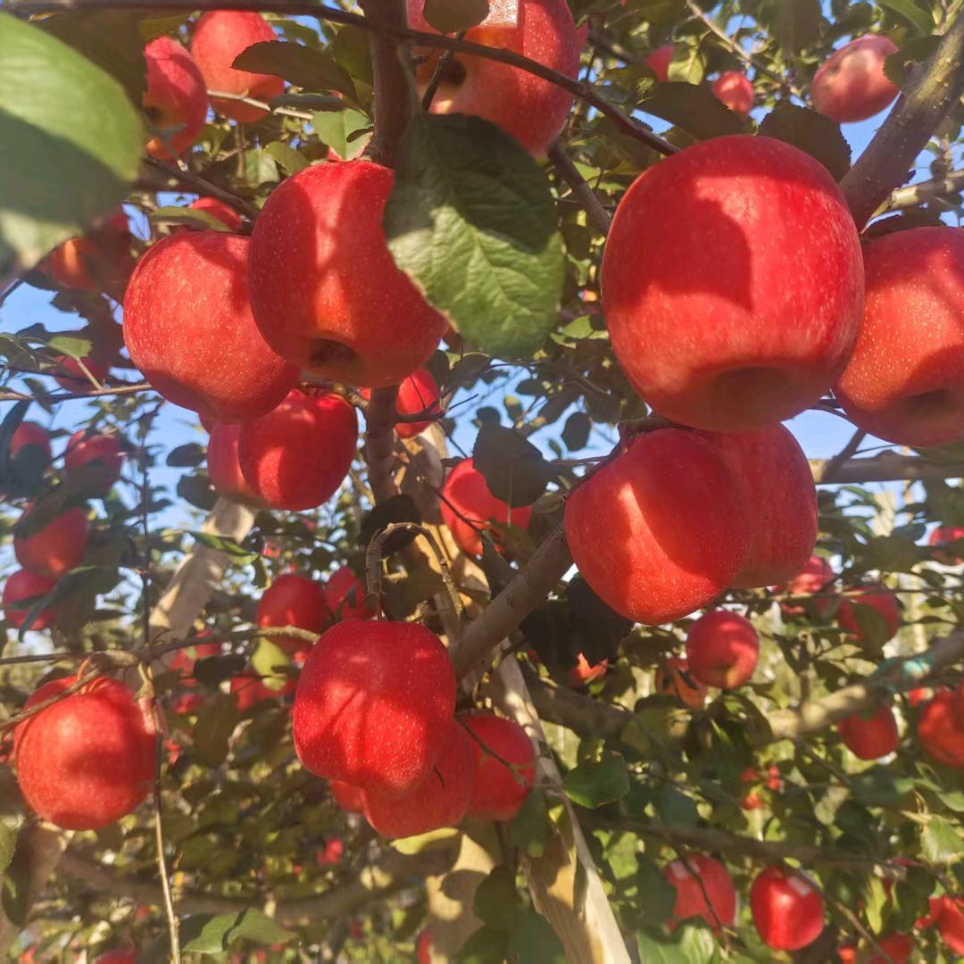 招远市将赢农资经营部（个体工商户）