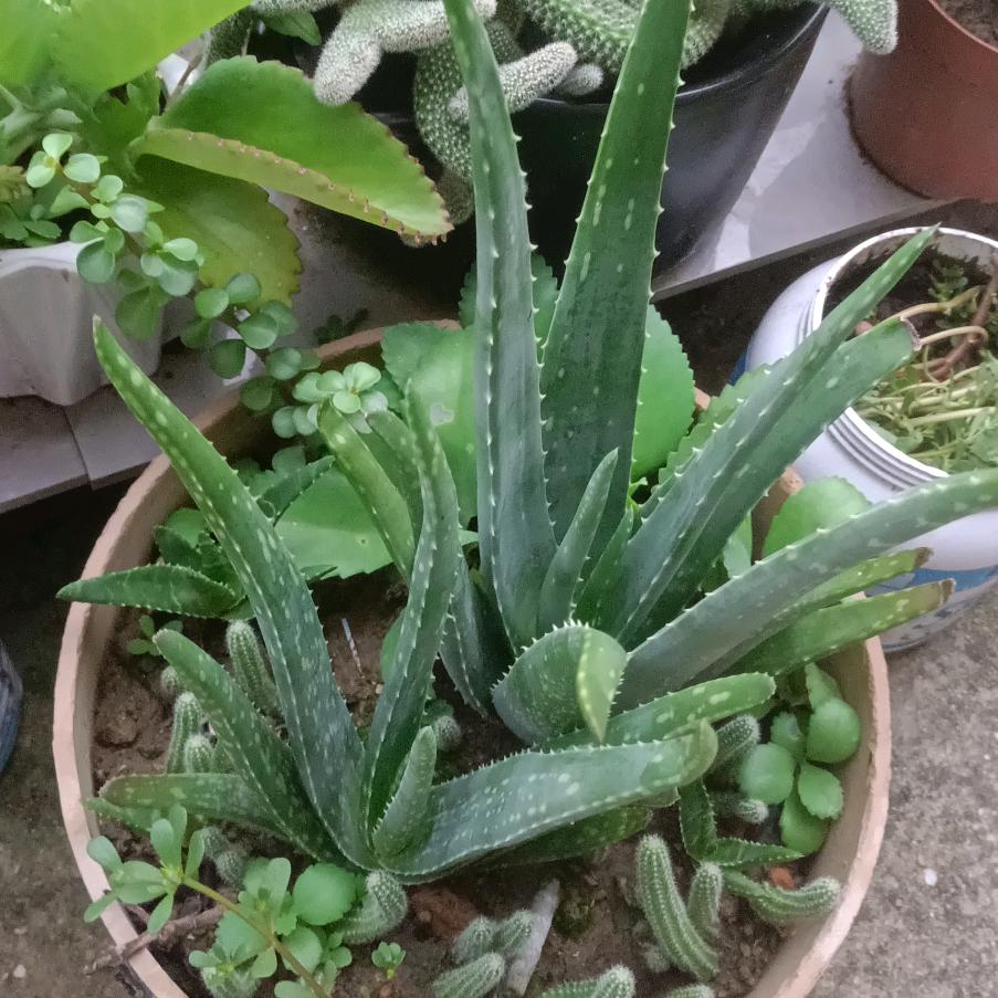 汛