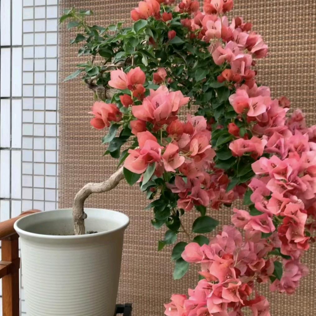 敏宜花卉园艺店