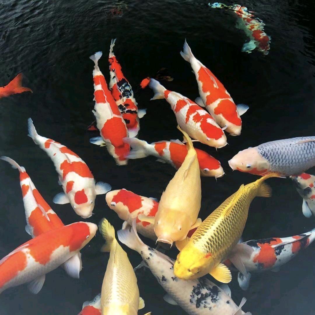 诚信锦鲤