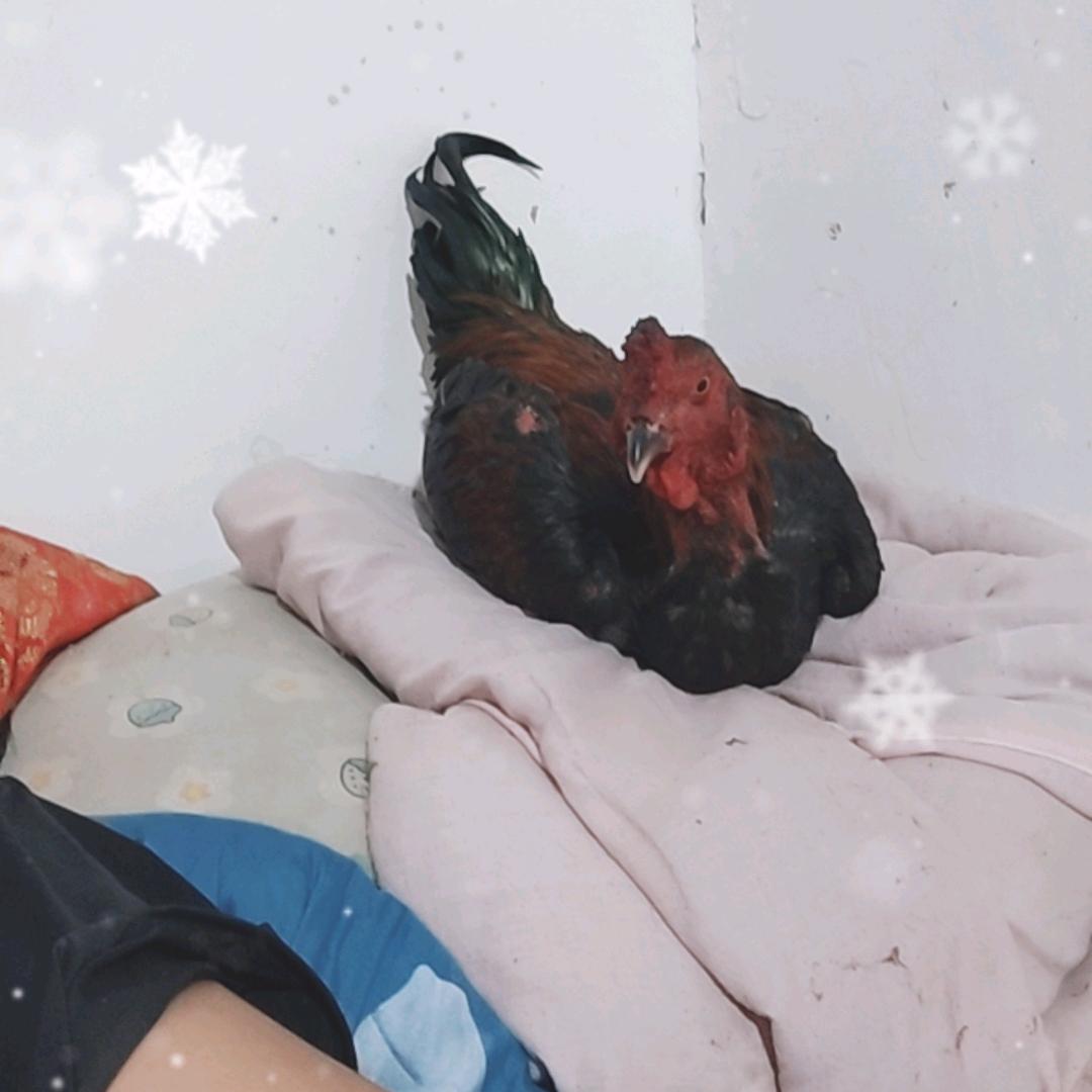 战斗鸡