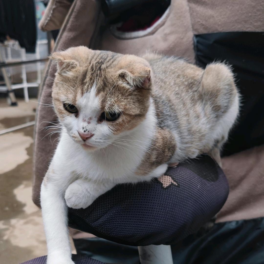 小猫有话说（求猫粮）