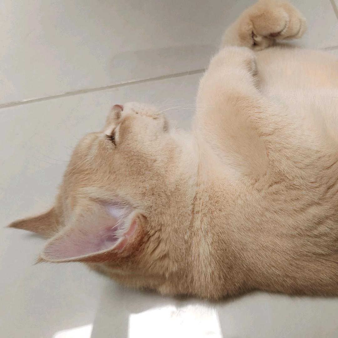 金元宝是一只喵