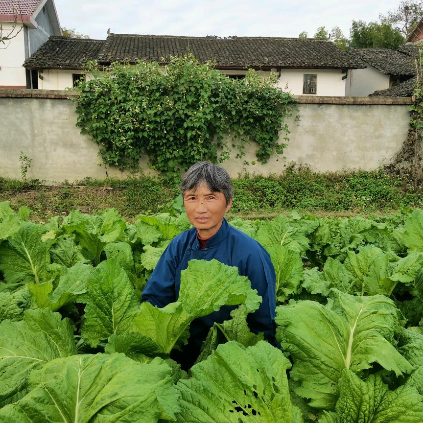农村英姐