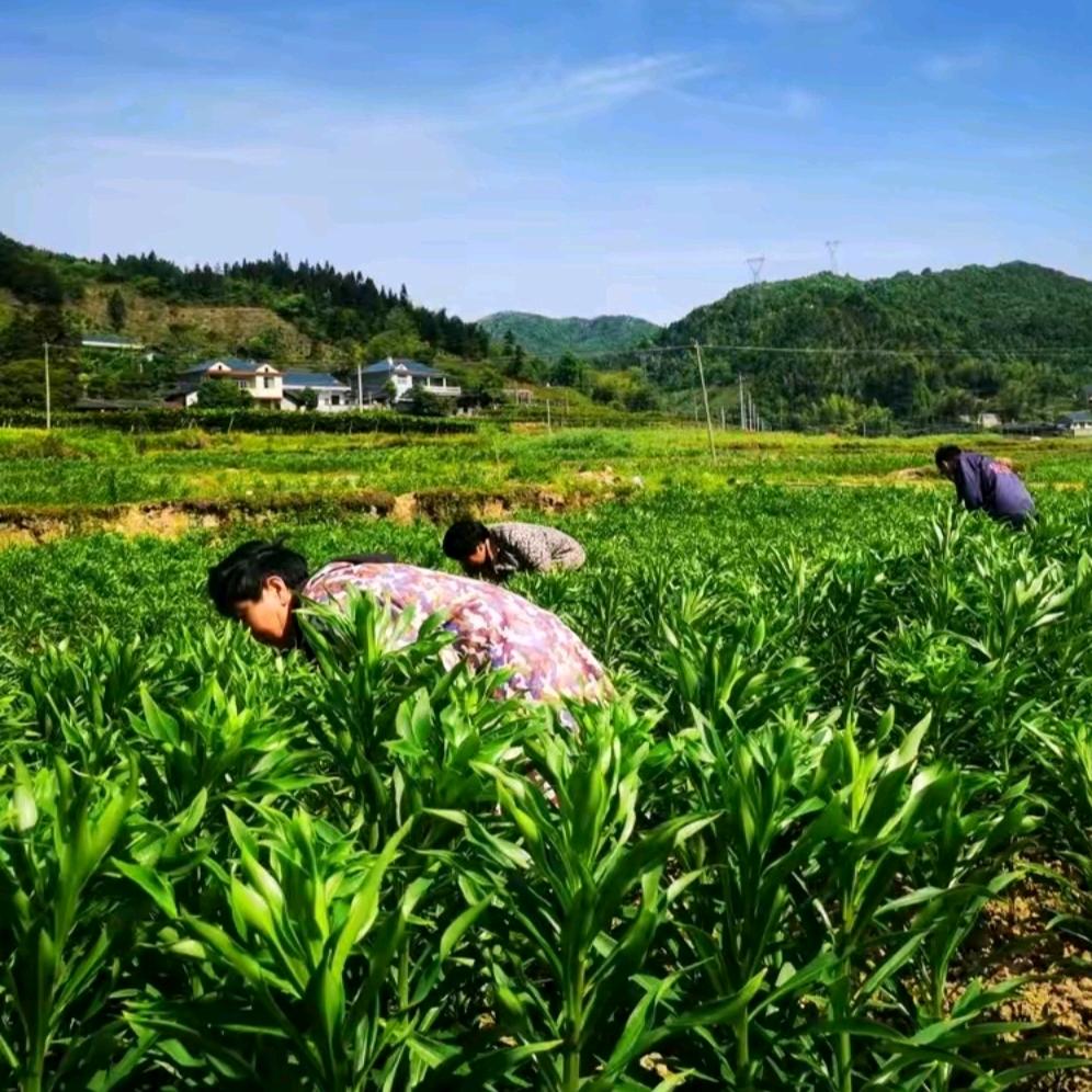 昆虫中药材小陈