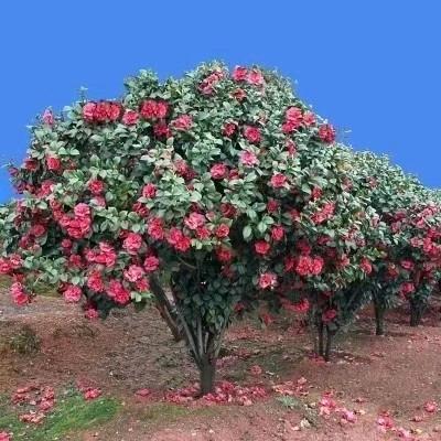心中无私为他人,财如浪花淘不尽