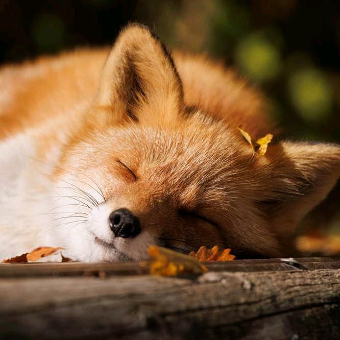 只因-牛蒡门-尘风