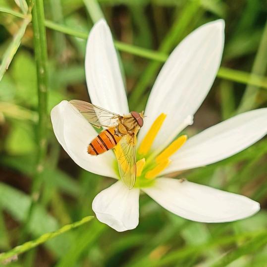 天青色等烟雨1975