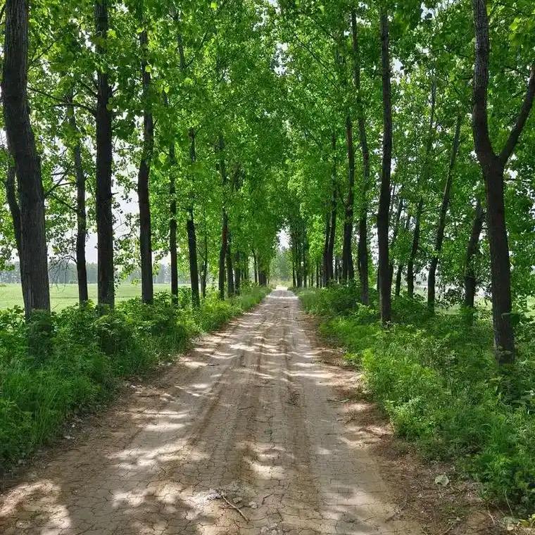 @小王的田园生活