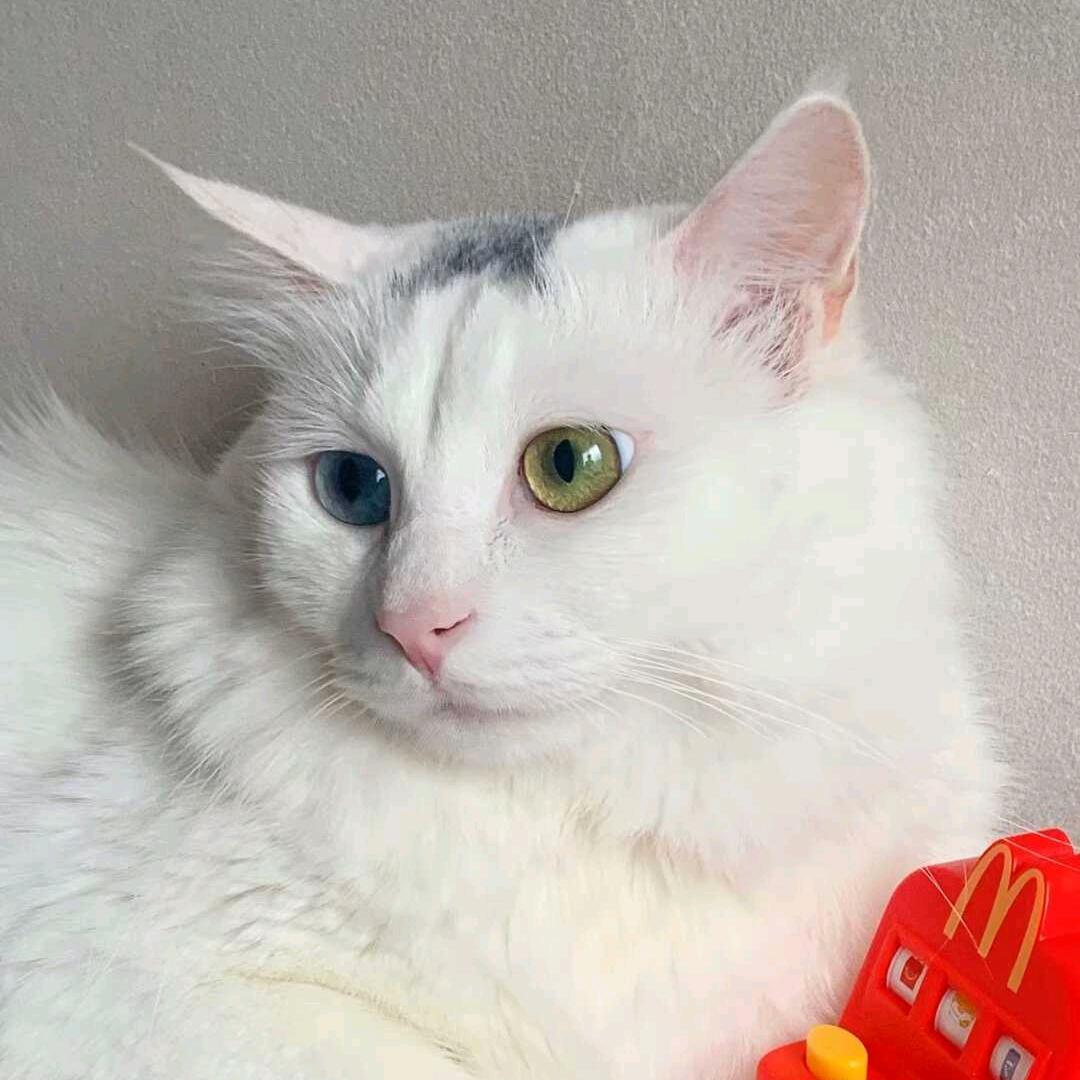 柠檬小丸子